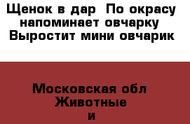 Щенок в дар. По окрасу напоминает овчарку. Выростит мини овчарик! - Московская обл. Животные и растения » Собаки   